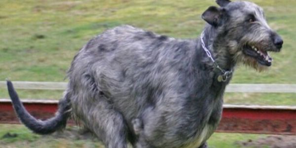 爱尔兰猎狼犬的日常护理，修剪指甲很重要
