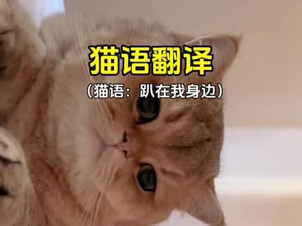这个声音可以把猫咪叫来哦!来了一定要摸摸它,手机音量调大赶紧试试吧!#猫语 #猫语十级 #猫语翻译器 #新手养猫 #猫咪