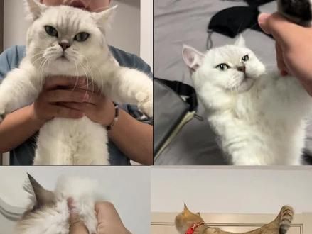 4种错误的抱猫姿势#新手养猫 #猫咪