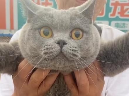 520淘只猫#猫咪 #萌宠出道计划 #脾气好的猫