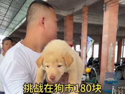 挑战在狗市180块搞一只土松犬,是种什么体验,这个视频带大家探究竟#狗市 #适合全国各地饲养 #自繁自养 #中华田园犬 #小狗崽