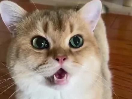 立秋以后很多猫咪都会经历一次劫难#萌宠出道计划 #撸猫的第一视角 #抖in萌宠计划 #新手养猫 #科学养宠攻略