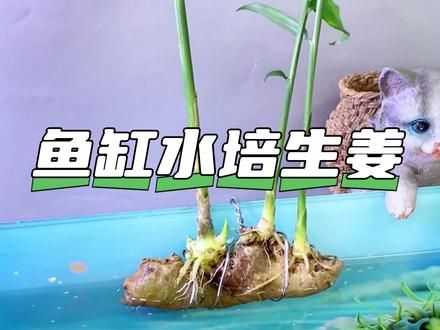 不要再费劲给鱼缸换水了,鱼缸里种植个生姜就能净化水质 #水培生姜 #鱼缸水培植物 #养鱼 #水族