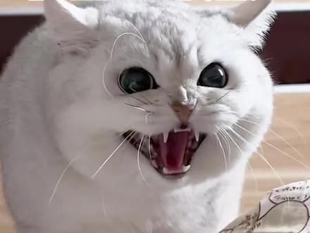 骂得好脏‼️学会这3句猫语才能正确骂到猫~#养猫经验分享 #养猫人 #科学养宠攻略 #我和我的猫 #新手养猫