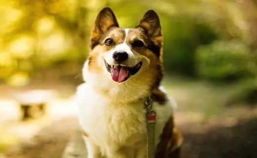宠物狗狗打毛结咋办？教你几招(图1)
