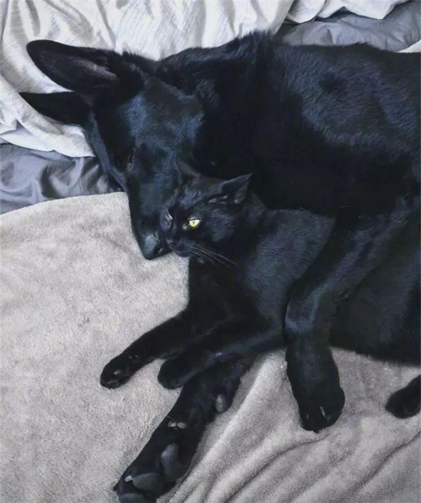 都说黑色不吉利，可这家主人不仅养黑狗还养黑猫