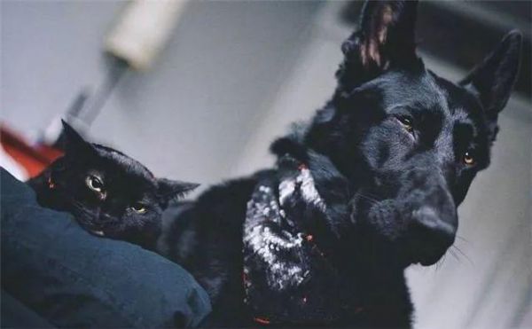 都说黑色不吉利，可这家主人不仅养黑狗还养黑猫