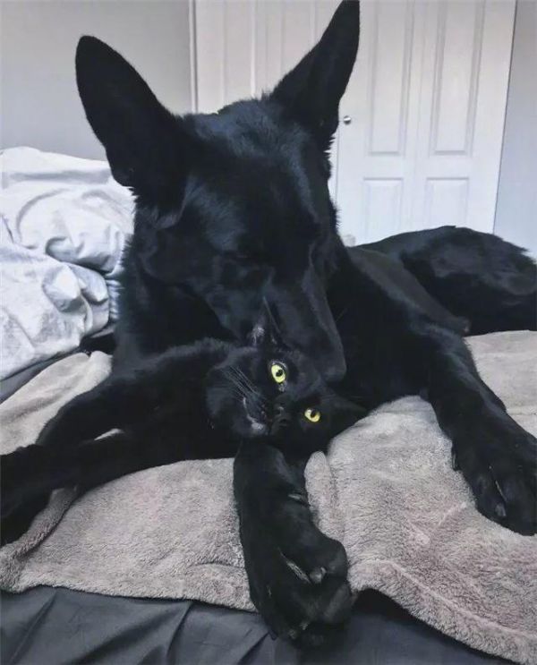 都说黑色不吉利，可这家主人不仅养黑狗还养黑猫