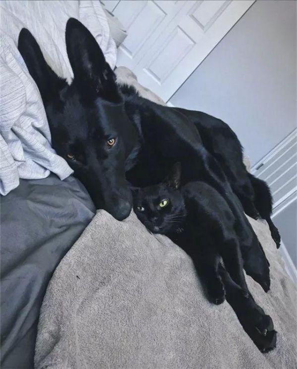 都说黑色不吉利，可这家主人不仅养黑狗还养黑猫