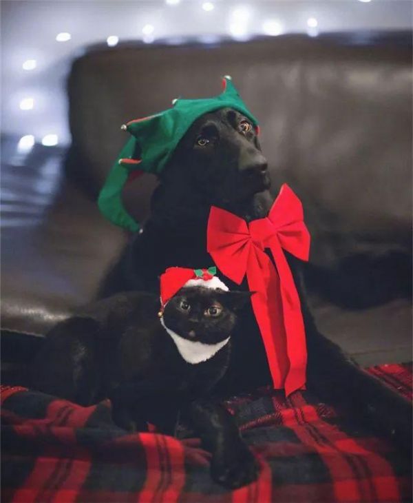 都说黑色不吉利，可这家主人不仅养黑狗还养黑猫