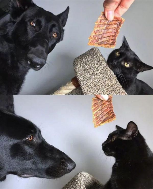 都说黑色不吉利，可这家主人不仅养黑狗还养黑猫