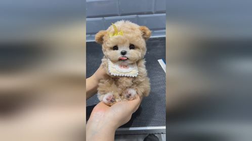 软乎乎的小奶狗，谁看了不想抱一下呀，阔爱炸了
