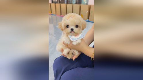 开启日常唤狗模式，猜猜它是什么品种的狗狗，萌宠日常记录