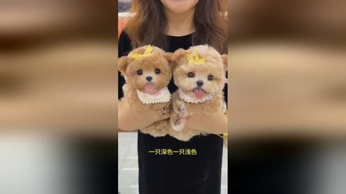 原来小狗笑起来很治愈我们破碎的情绪，小狗把情绪价值全部拉满