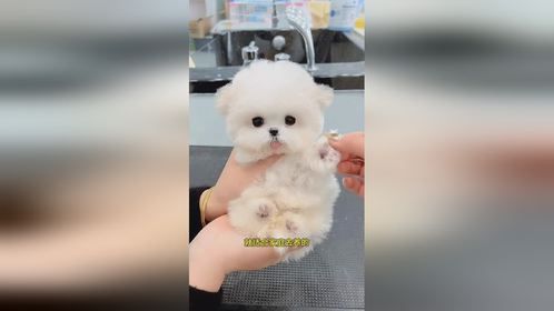 小可爱还会冲你吐舌卖萌呢，太萌了吧