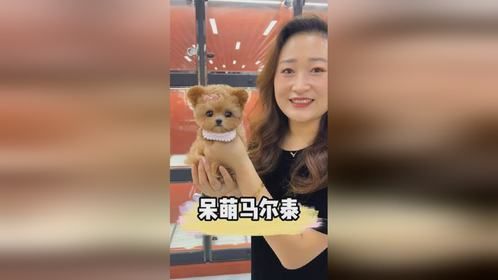 这只马尔泰是你的梦中情狗吗，粘人的样子萌爆了