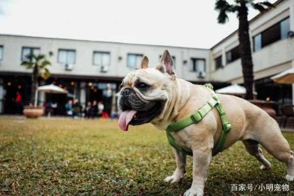 辟谣！茶杯犬这个品种真的存在基因突变是诱因，别让可爱变伤害