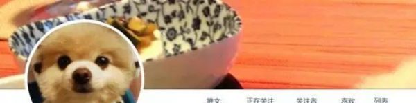 盘点那些傲娇的宠物造型｜博美造型