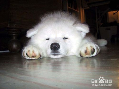 喂养萨摩耶犬十项注意事项需知道~