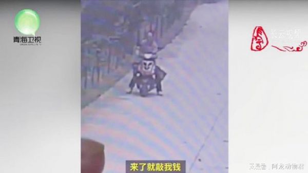 车主在车中装置摄像头，引诱他人偷盗后敲诈，多名小偷被逼自首