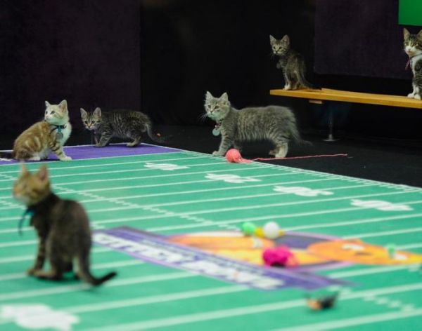 猫咪创意竞技：宠物赛道上的AI对决