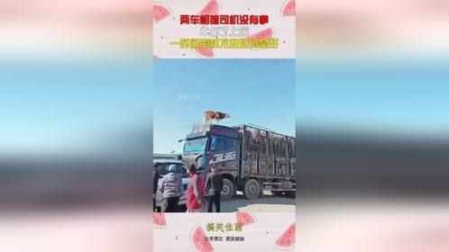两车相撞司机没有事，牛占了上风，一时间司机不知如何是好！