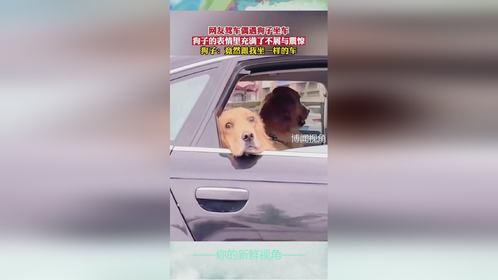 网友驾车偶遇狗子坐车，狗子的表情里充满了不屑与震惊！