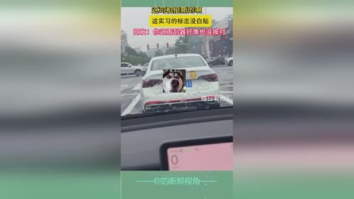 这实习车标真没白贴，车牌都反了