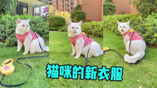 猫咪试穿3件不同的衣服，哪一件最好看？