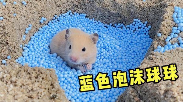 小仓鼠考100分，主人给小仓鼠玩泡沫球球，小仓鼠在里面游泳