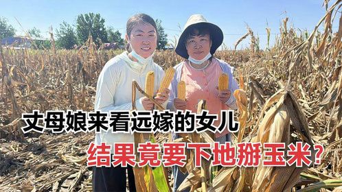 丈母娘来看远嫁的女儿，女婿竟带她下地掰玉米？气得丈母娘要回家