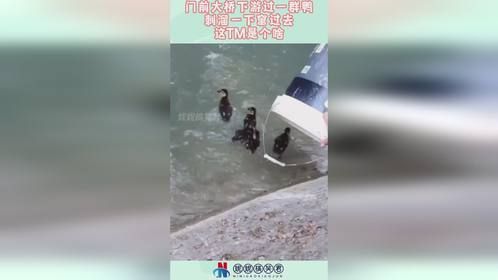 门前大桥下游过一群鸭，刺溜一下窜过去，这TM是个啥！