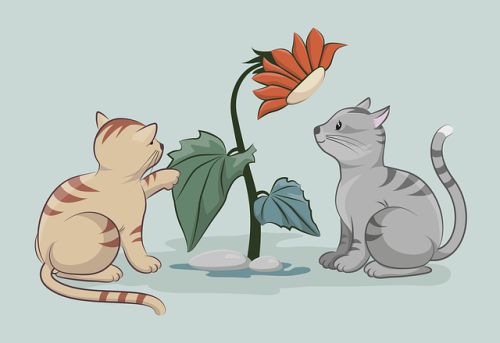 猫咪,动物,鸟类