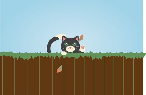 家猫,野猫,探险