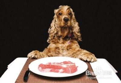 宠物狗讨食物的训练方法