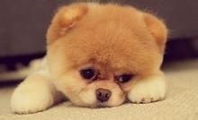 宠物的定义 猫狗宠物