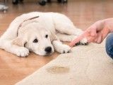 临潼区纠正坏习惯 训犬 欢迎来电咨询