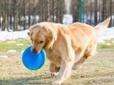 阎良区上门纠正训犬 专业纠正狗的坏毛病 欢迎来电
