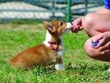 临潼区正规宠物训练学校 宠物训练学校 政嘉训犬