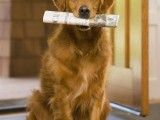 西安高陵专业训犬超大场地 行为习惯纠正 