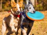 息烽区正规宠物训练学校 训犬学校 可接送