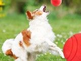 贵阳乌当较好的宠物训练学校 政嘉训犬 