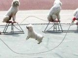 贵阳训犬 欢迎来电咨询