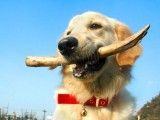 南明区宠物行为纠正 诚信保障