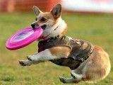 南明区正规宠物训练学校 宠物训练学校 政嘉训犬