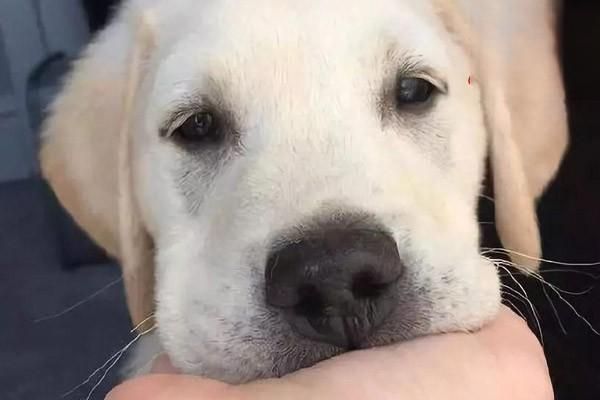 狗狗假装咬主人