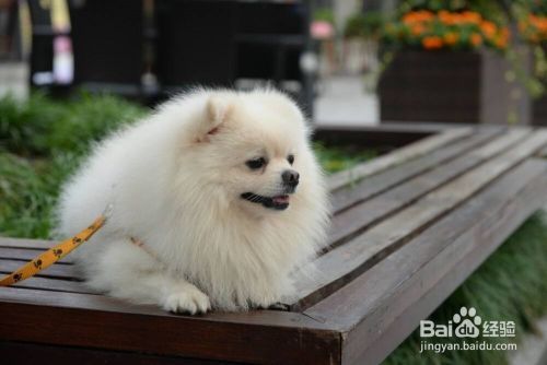 狗狗乱咬东西怎么打都不听话怎么办