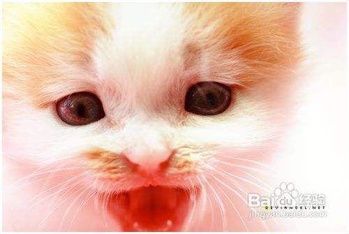训练宠物猫乖乖吃饭的方法