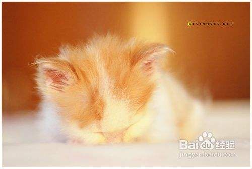 训练宠物猫乖乖吃饭的方法