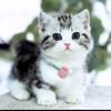 猫小哦